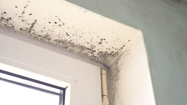 Why You Should Choose Our Mold Remediation Services in Barneveld, WI